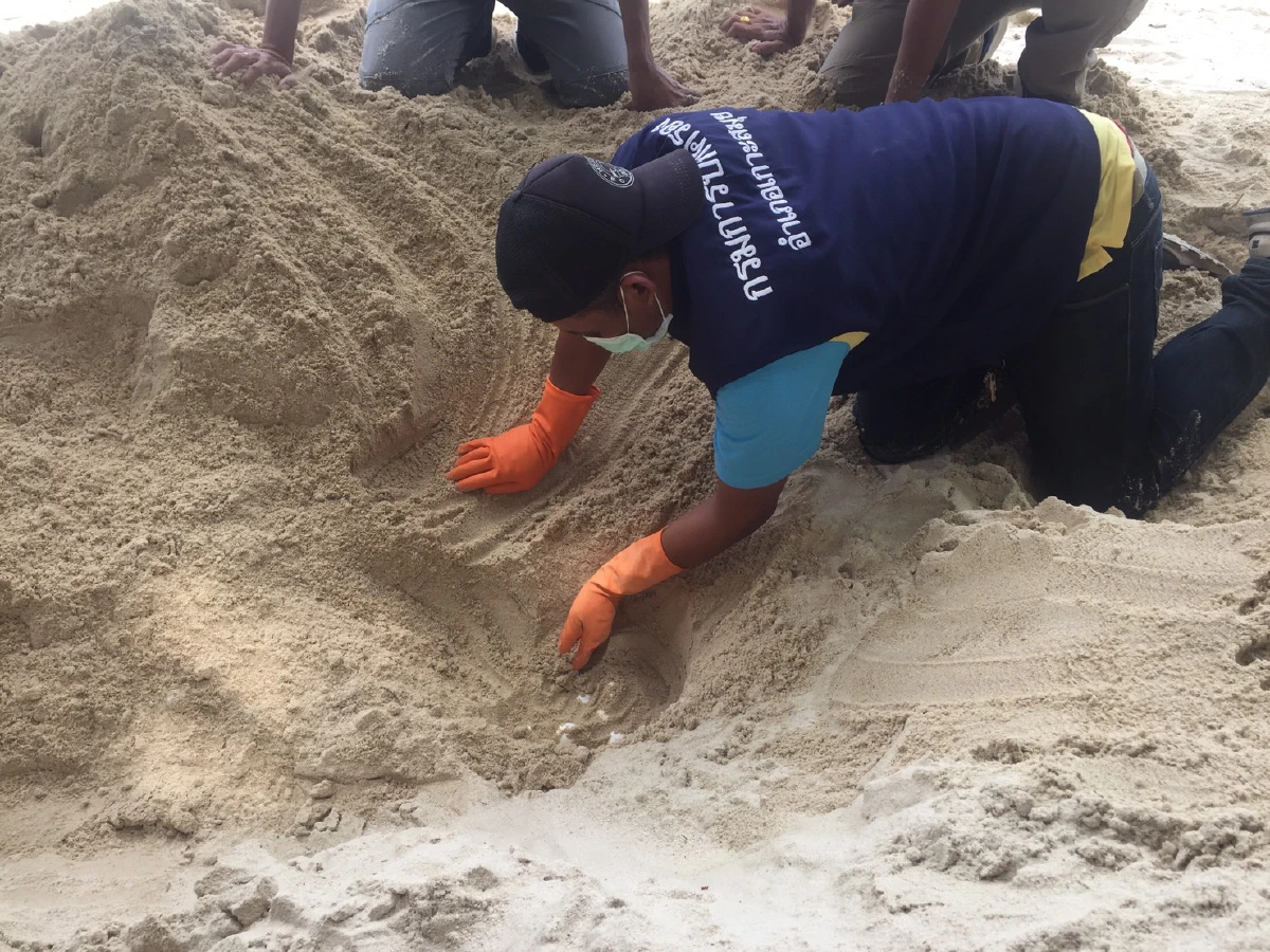 เต่าทะเลขึ้นมาวางไข่บนชายหาดเกาะสมุยมากสุดในรอบ 10 ปี