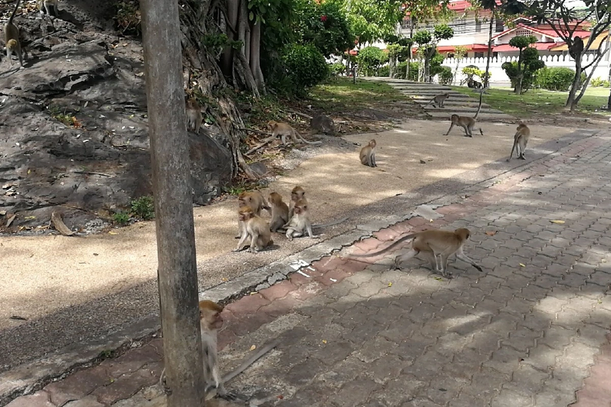 สลด!โจรขโมยฝาปิดแทงค์น้ำลิงกระโดดลงไปตาย15ตัว