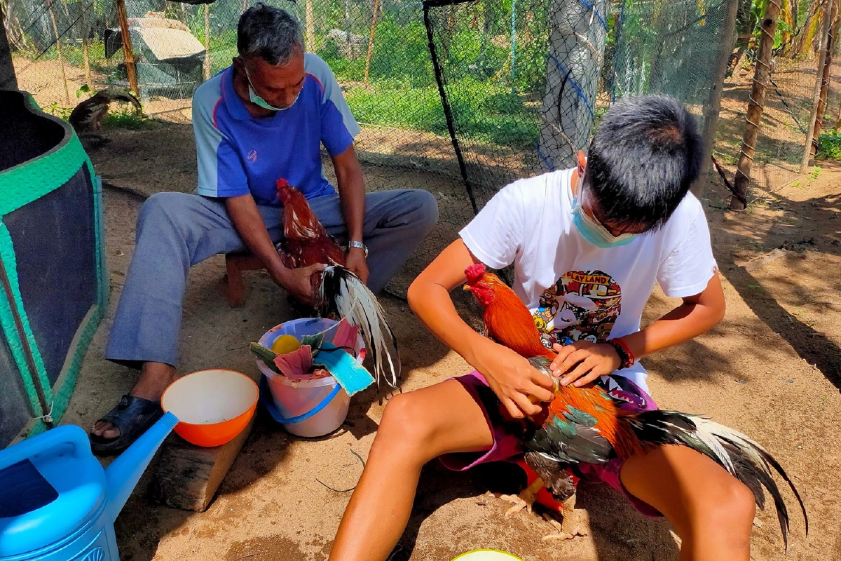 นักเรียนม.4สนใจเลี้ยงไก่ชนตั้งแต่ป.4เปิดฟาร์มเลี้ยงหลังบ้าน