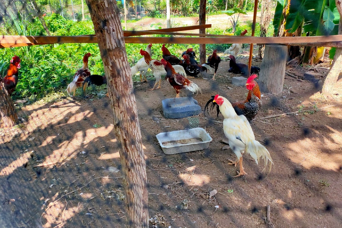 นักเรียนม.4สนใจเลี้ยงไก่ชนตั้งแต่ป.4เปิดฟาร์มเลี้ยงหลังบ้าน