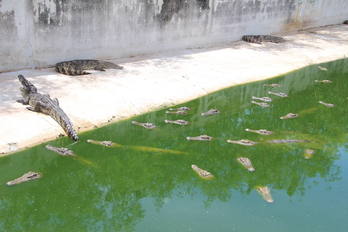 วีระนำชี้แนวเขตไร่ทวีพ่อปารีณาอีกรอบ พบเอกสารที่ดินถูกทิ้งเกลื่อน