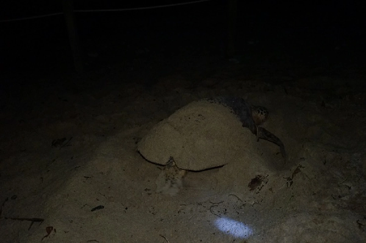 เกาะสมุย เฮ!! พบแม่เต่ากระตัวเดียวขึ้นวางไข่รอบที่ 6 ในรอบ 9 ปี