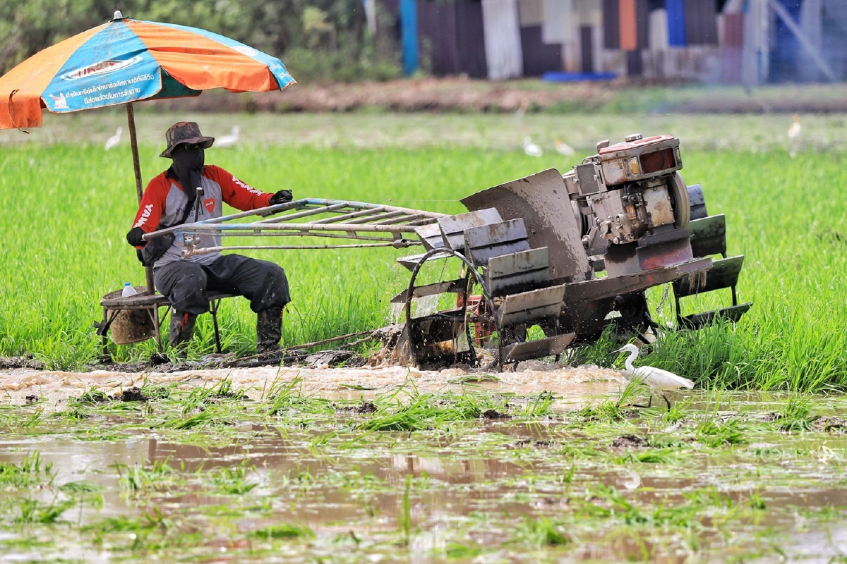 ภาพชีวิต..เกษตรปทุมฯไถ่นาปรับพื้นที่ลงมือหว่านปลูกข้าวรับฤดูฝน
