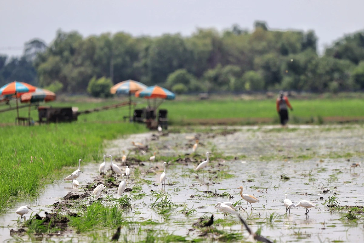 ภาพชีวิต..เกษตรปทุมฯไถ่นาปรับพื้นที่ลงมือหว่านปลูกข้าวรับฤดูฝน