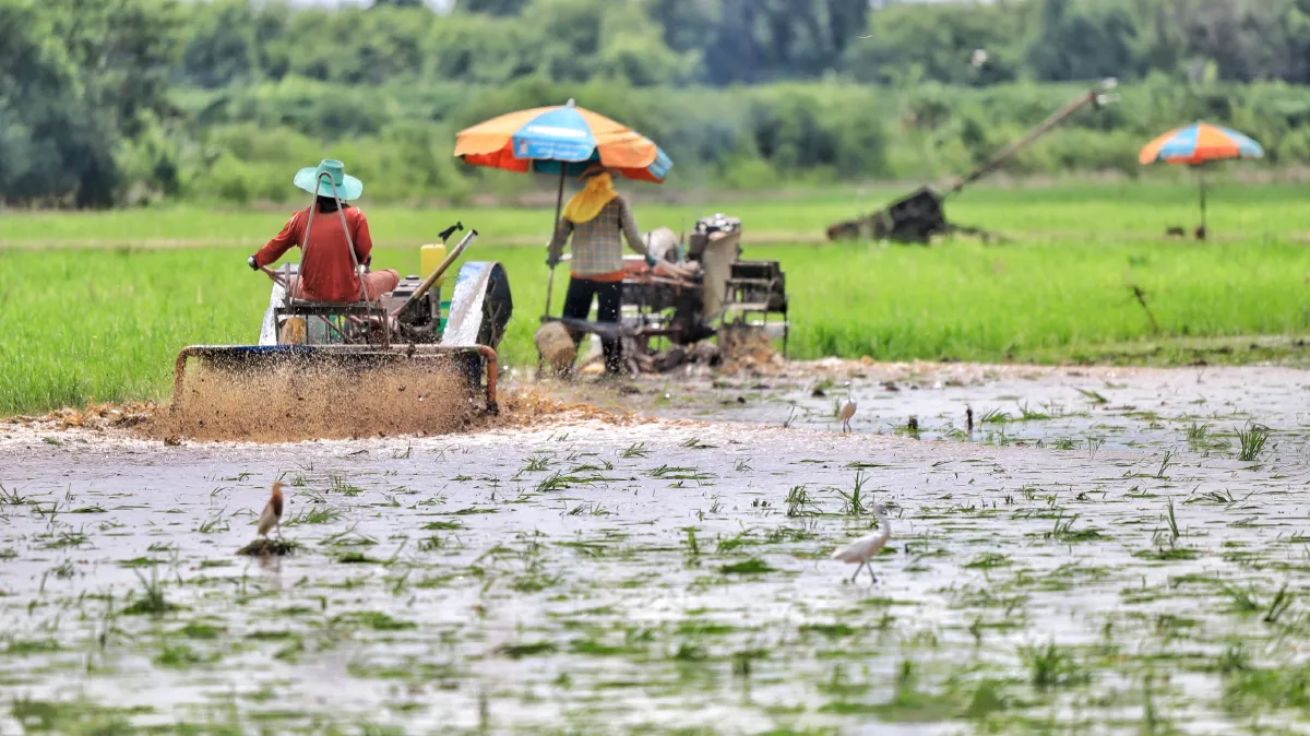 ภาพชีวิต..เกษตรปทุมฯไถ่นาปรับพื้นที่ลงมือหว่านปลูกข้าวรับฤดูฝน