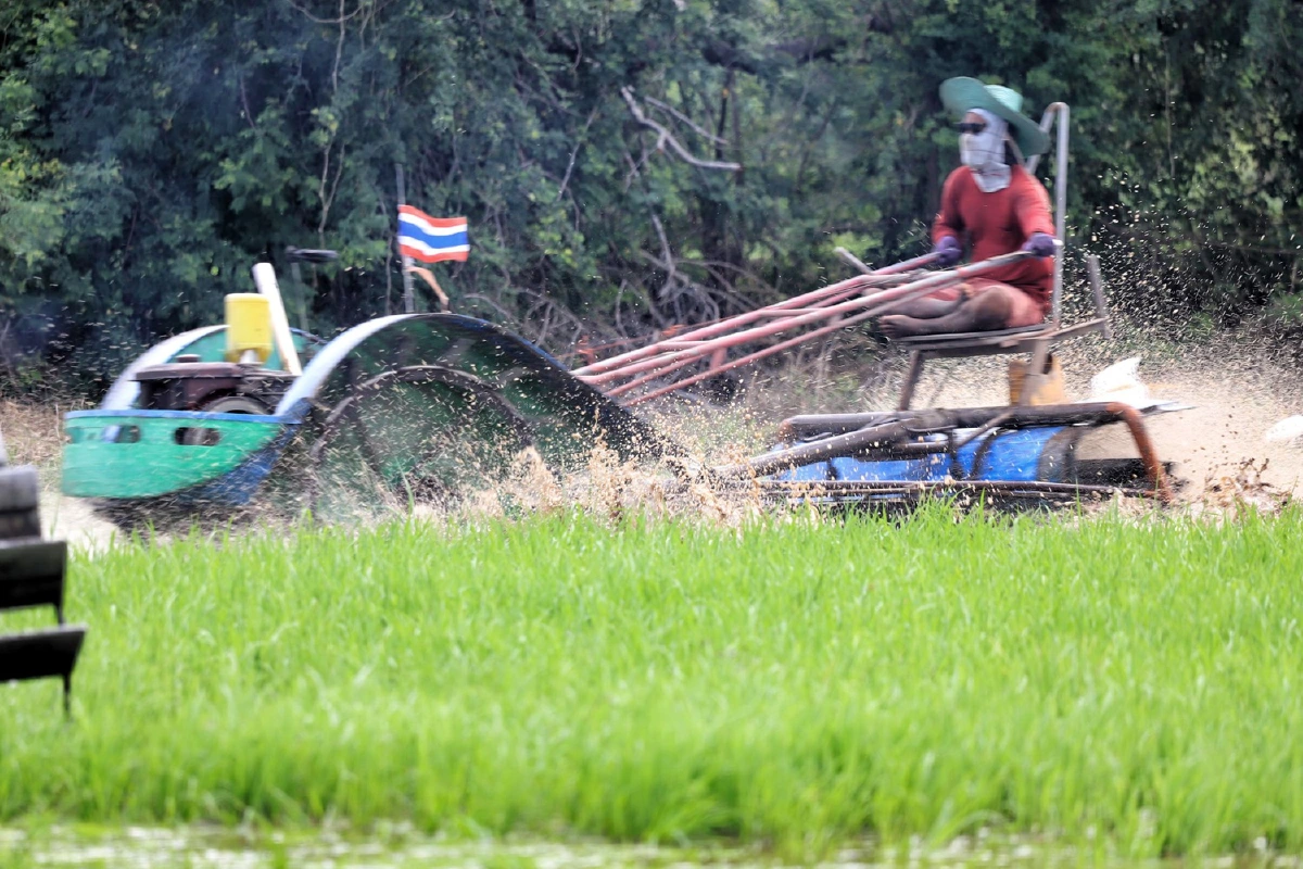 ภาพชีวิต..เกษตรปทุมฯไถ่นาปรับพื้นที่ลงมือหว่านปลูกข้าวรับฤดูฝน