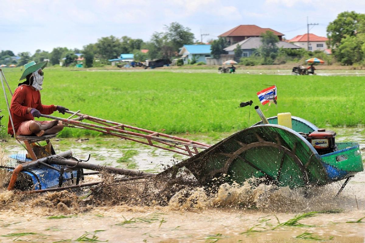 ภาพชีวิต..เกษตรปทุมฯไถ่นาปรับพื้นที่ลงมือหว่านปลูกข้าวรับฤดูฝน