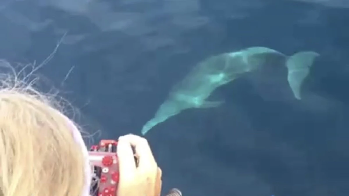 นักท่องเที่ยวเฮ! พบฝูงโลมาสีชมพูดำน้ำโชว์ช่วงทะเลใสผ่อนคลายโควิด