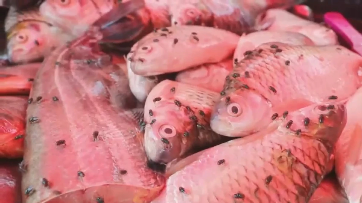 น่าขยะแขยง!กองทัพแมลงวันนับล้านตัวบุกตลาดสดวังกะ