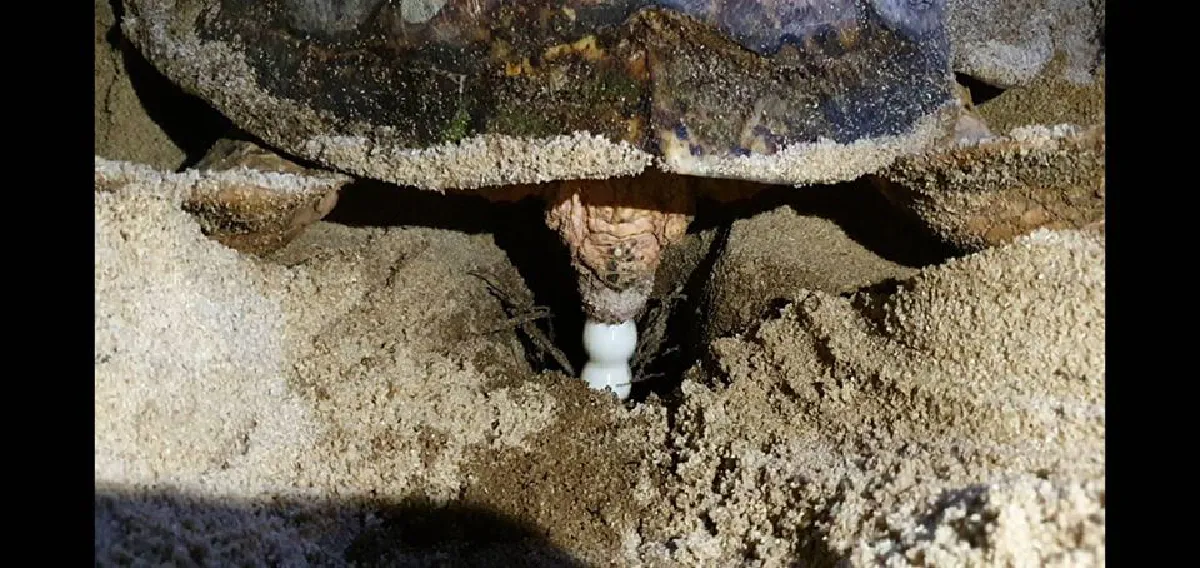 "ดร.ธรณ์"ลุ้นเต่าเกาะสมุยวางไข่ทำลายสถิติเต่ามะเฟืองอันดามัน