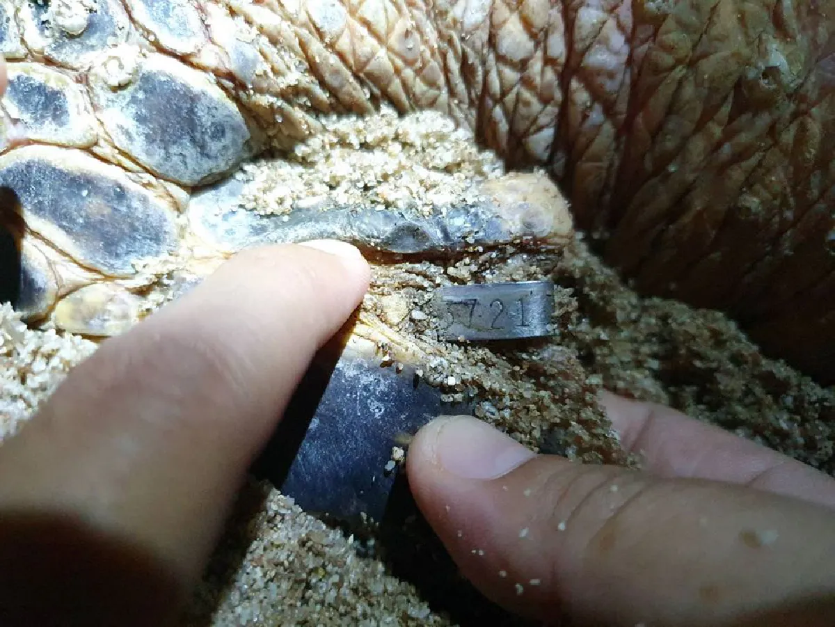 "ดร.ธรณ์"ลุ้นเต่าเกาะสมุยวางไข่ทำลายสถิติเต่ามะเฟืองอันดามัน