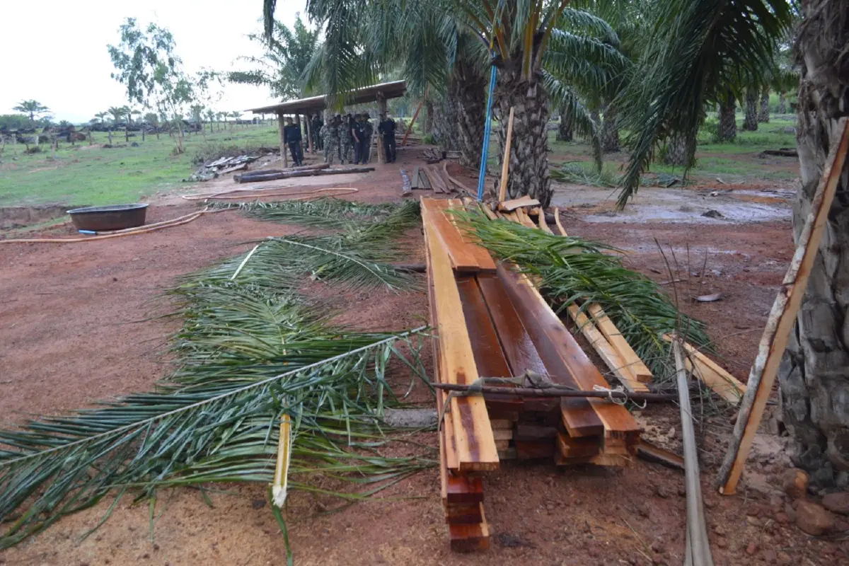 กองกำลังบูรพายึดไม้หวงห้ามแปรรูปกลางสวนปาล์มพื้นที่กว่า100ไร่