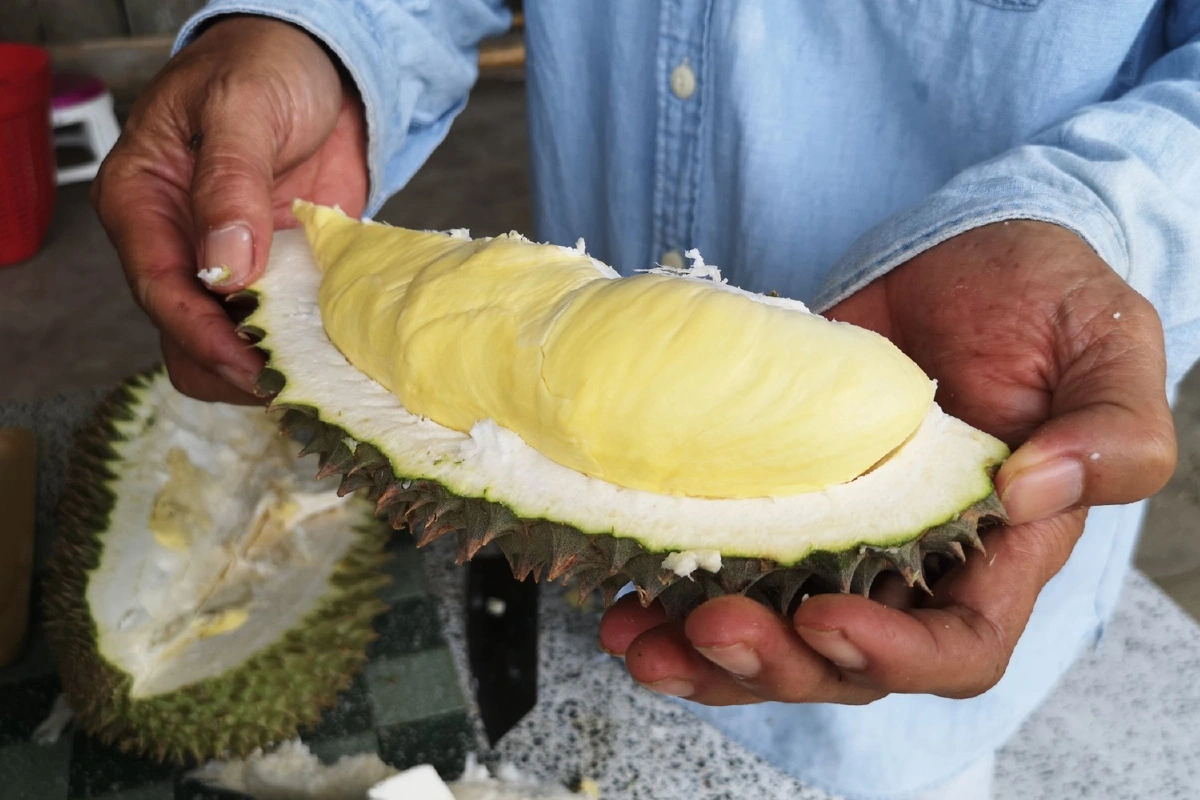 ชาวปะเหลียนแบ่งสวนส้มปลูกทุเรียนตลาดดีเกินคาด