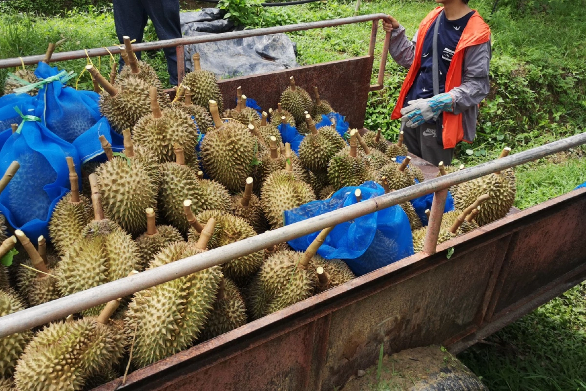 ชาวปะเหลียนแบ่งสวนส้มปลูกทุเรียนตลาดดีเกินคาด