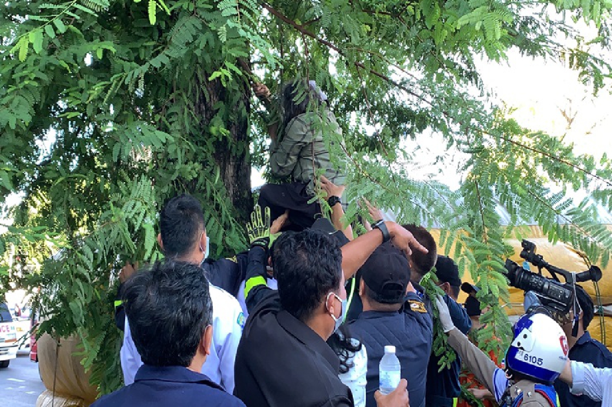 "ป้าหงส์" ปีนต้นมะขามหน้าทำเนียบฯ ขู่ผูกคอตาย กลุ้มใจไม่ได้รับความเป็นธรรม "ป้าหงส์" ปีนต้นมะขามหน้าทำเนียบฯ ขู่ผูกคอตาย กลุ้มใจไม่ได้รับความเป็นธรรม