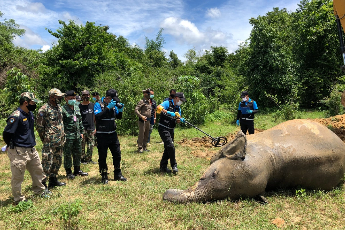 ลูกช้างป่ากุยบุรีตายกลางบ่อน้ำ พบถูกยิงด้วยปืนลูกซอง