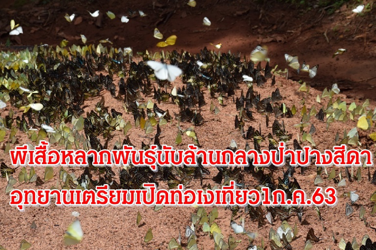 ผีเสื้อนับล้านตัวหากินกลางป่าปางสีดาเปิดอุทยาน1ก.ค.63 ผีเสื้อนับล้านตัวหากินกลางป่าปางสีดาเปิดอุทยาน1ก.ค.63