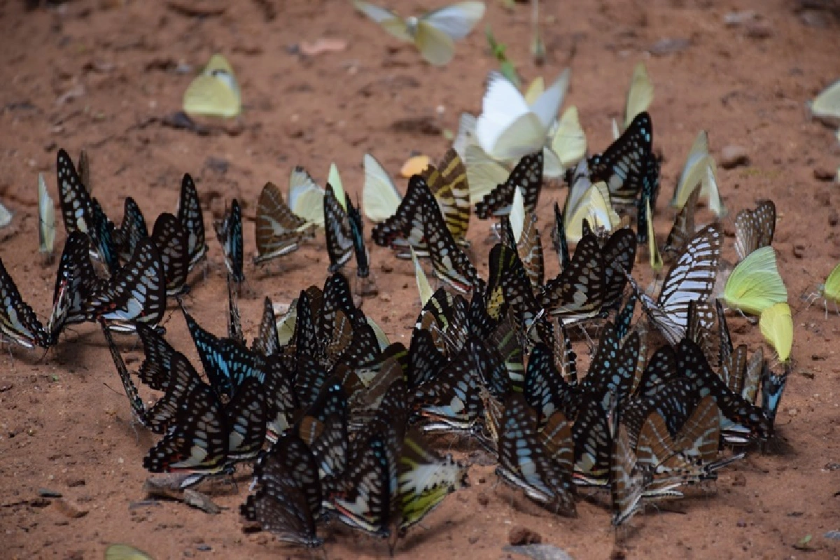 ผีเสื้อนับล้านตัวหากินกลางป่าปางสีดาเปิดอุทยาน1ก.ค.63