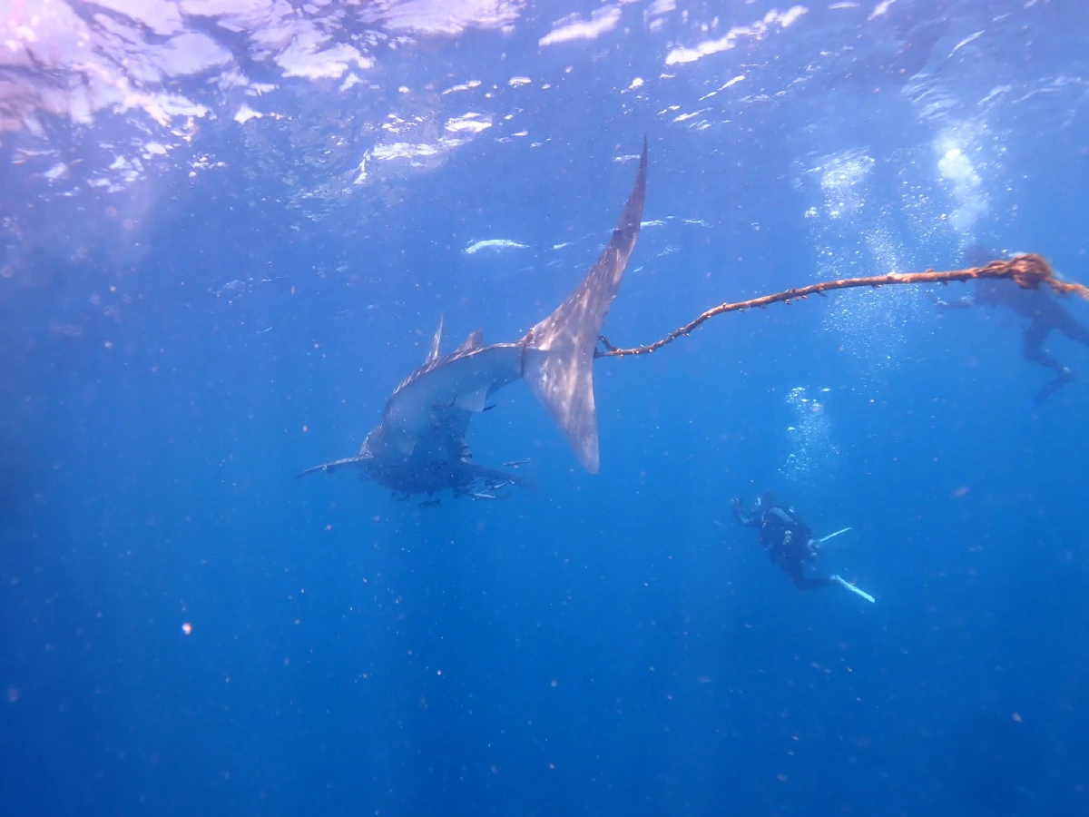 คลิปเด็ด!"ฉลามวาฬ"ถูกเชือกรัดหางว่ายน้ำขอให้คนช่วยถึง 3 ครั้ง