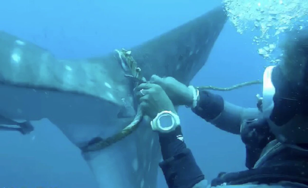 คลิปเด็ด!"ฉลามวาฬ"ถูกเชือกรัดหางว่ายน้ำขอให้คนช่วยถึง 3 ครั้ง