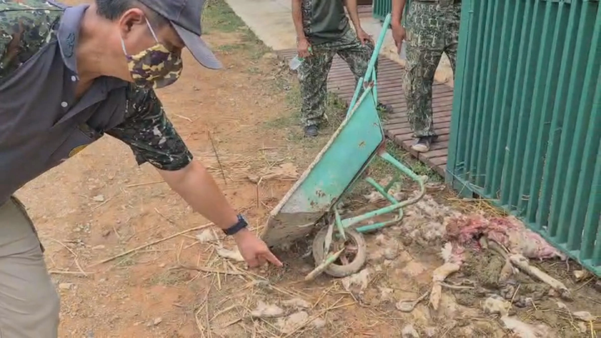 "เสือ-หมาใน"จากเขาแผงม้าจำเลยหลักกัดกิน"แพะ-แกะ"วังน้ำเขียว