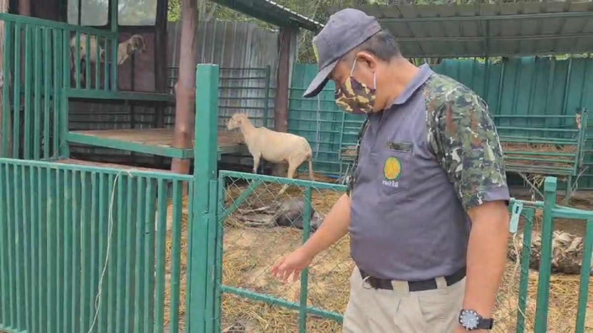 "เสือ-หมาใน"จากเขาแผงม้าจำเลยหลักกัดกิน"แพะ-แกะ"วังน้ำเขียว