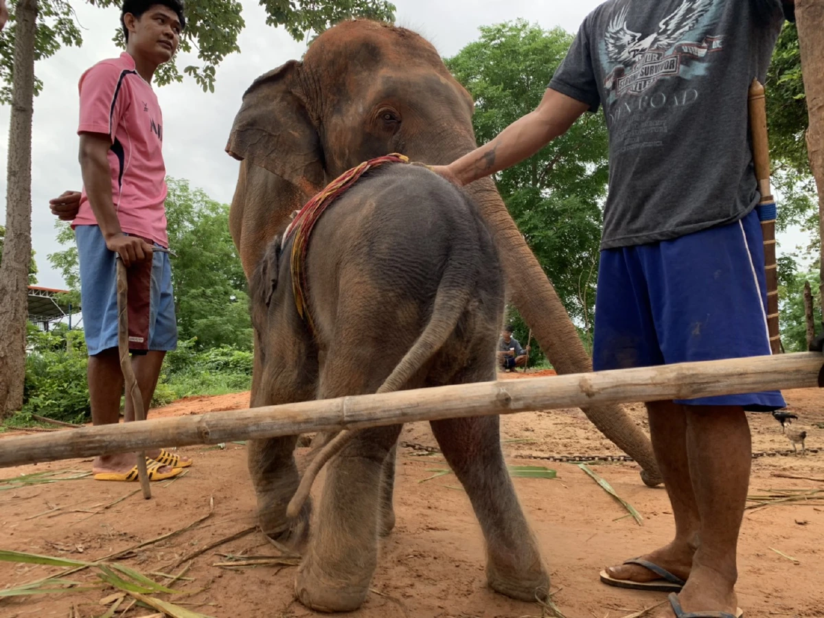 โครงการคชอาณาจักรเมืองช้างเฮ"พังหางดี"คลอดลูกตัวแรก