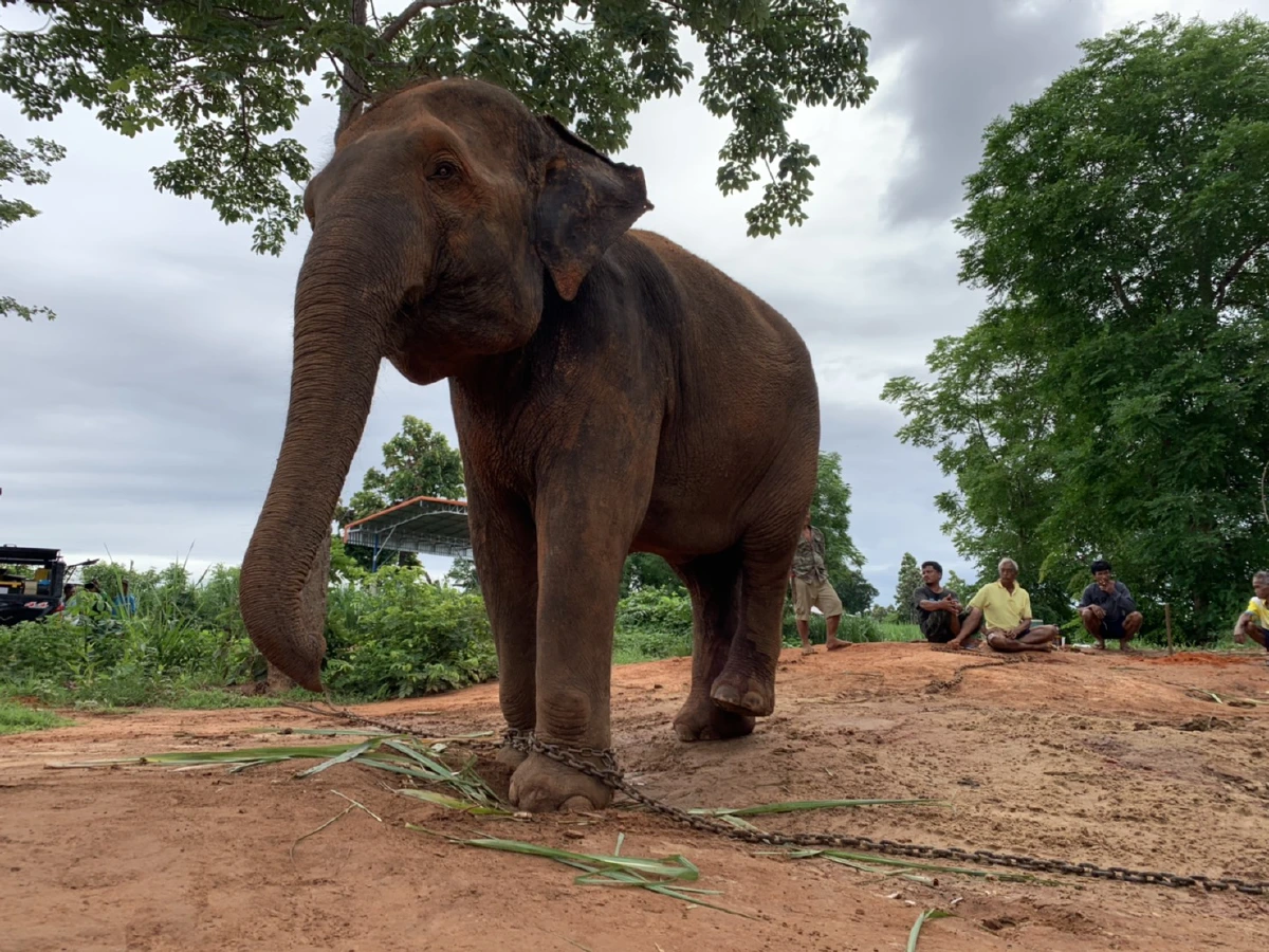 โครงการคชอาณาจักรเมืองช้างเฮ"พังหางดี"คลอดลูกตัวแรก