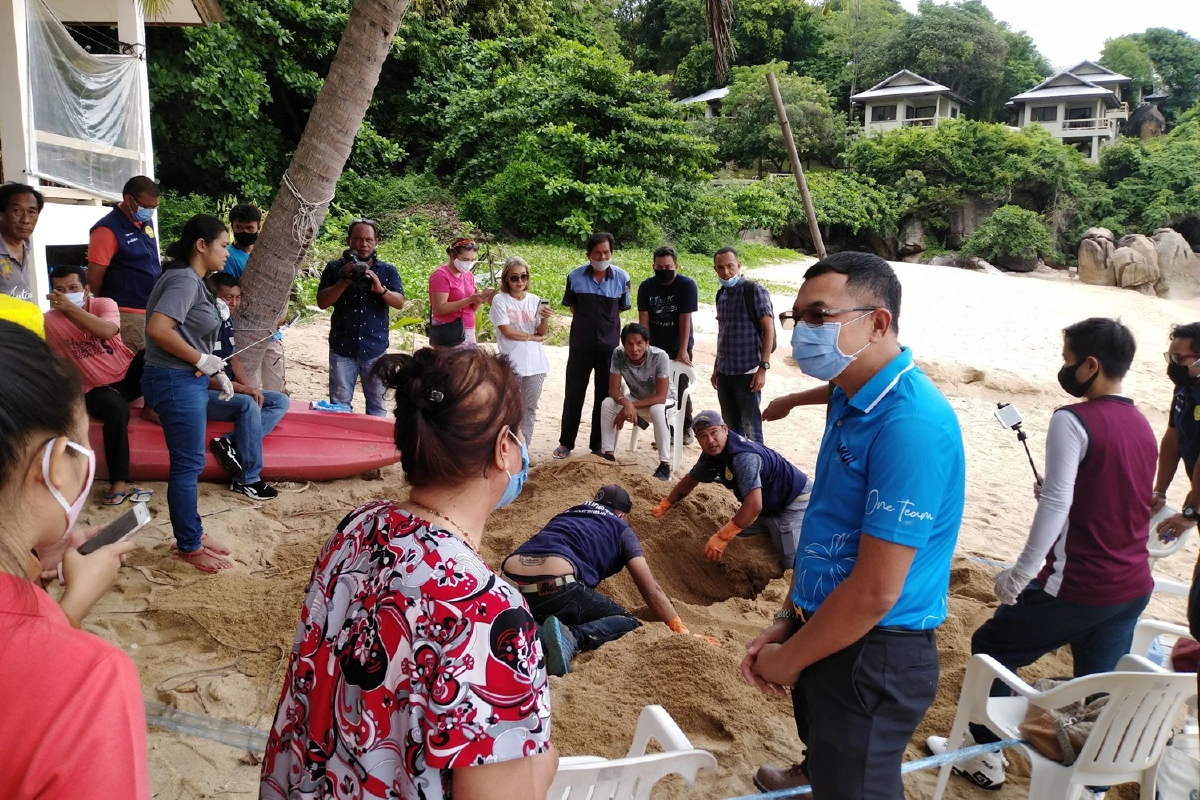 แม่เต่าทะเลวางไข่รังที่16อาจทุบสถิติสูงสุดในรอบหลายสิบปี