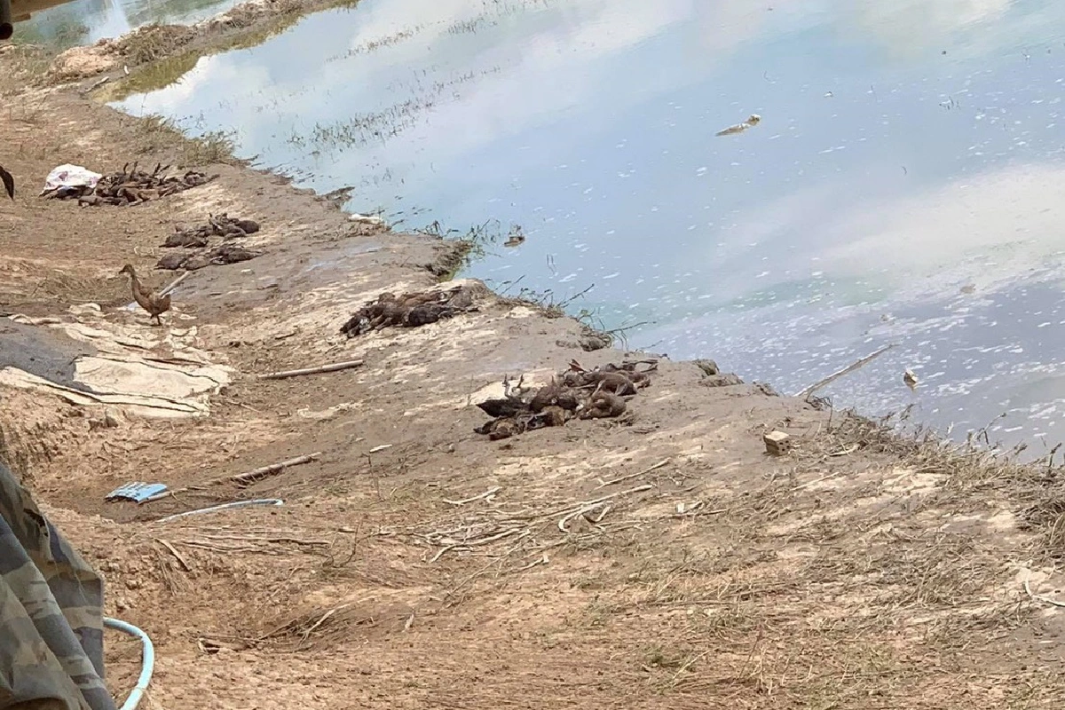 เจ้าของฟาร์มร้องตำรวจหามือดีวางยาเป็ดตายกว่า500ตัว