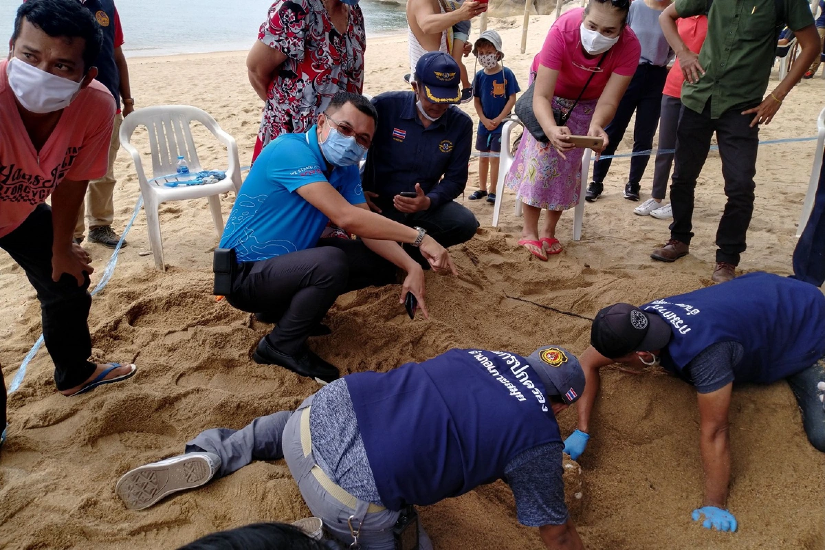 แม่เต่าทะเลวางไข่รังที่16อาจทุบสถิติสูงสุดในรอบหลายสิบปี