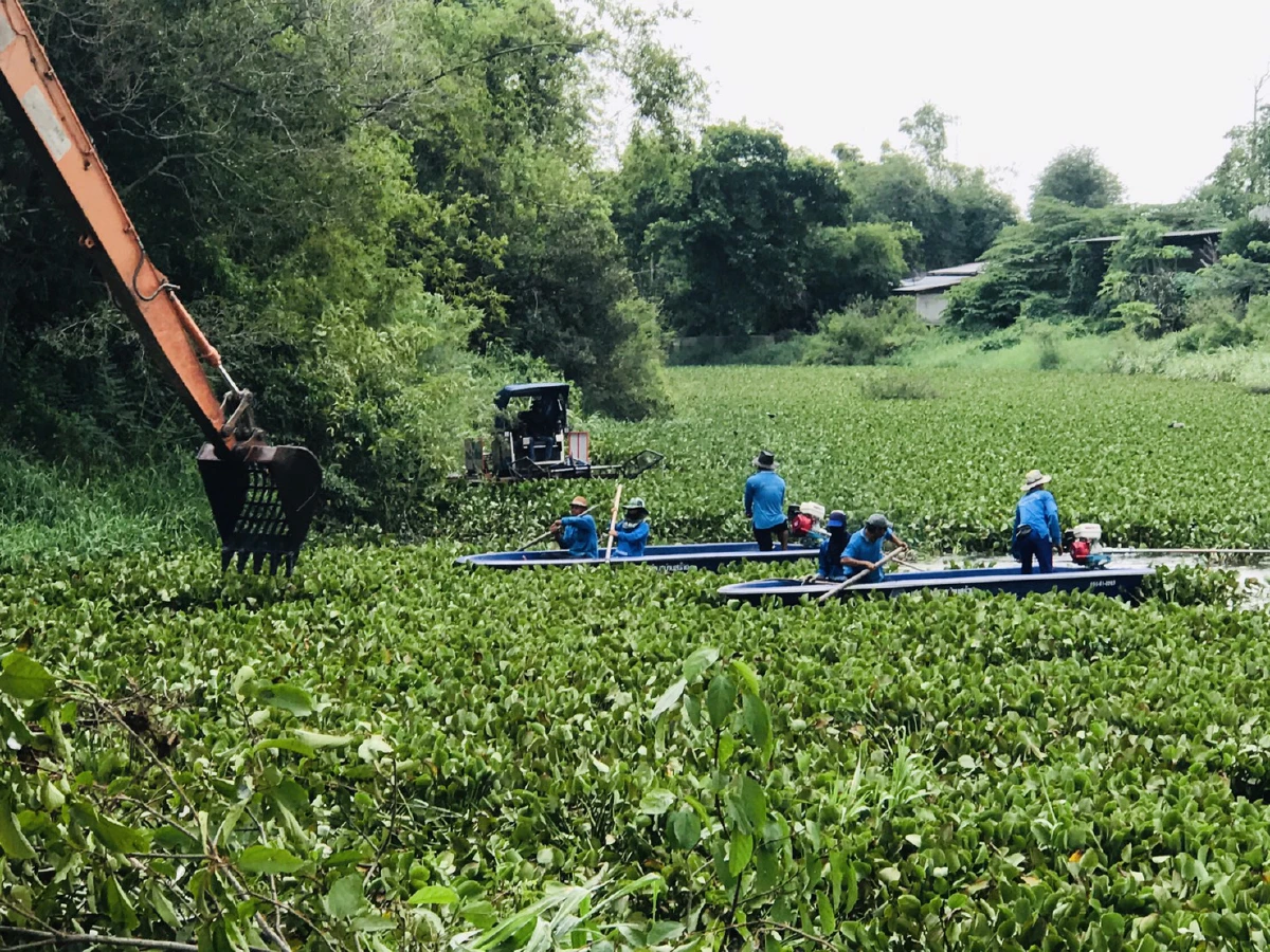 สถ.กำชับอปท.เร่งกำจัดผักตบชวาขวางทางน้ำในช่วงฤดูฝน