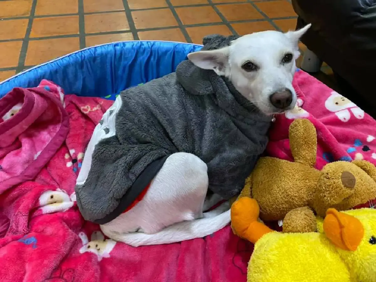 "พระองค์สิริภา" โพสต์ตามหาสุนัขทรงเลี้ยง"หอมนวล"หายตัวไป