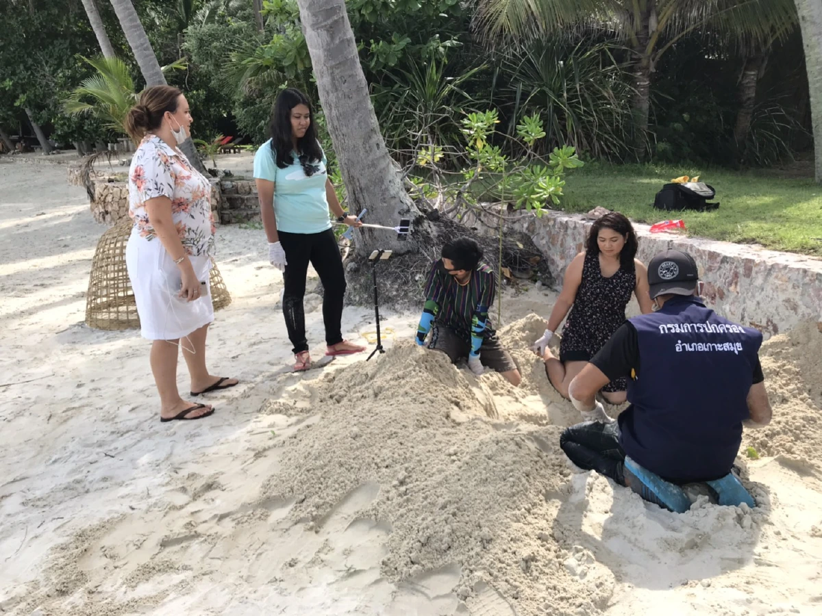 ข่าวดี!แม่เต่าทะเลวางไข่รังที่ 17 อีก 70 ฟองบนหาดแหลมสอเกาะสมุย