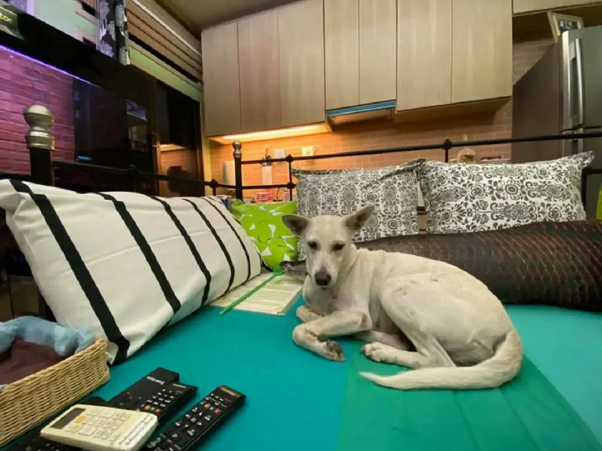 "พระองค์สิริภา" โพสต์ตามหาสุนัขทรงเลี้ยง"หอมนวล"หายตัวไป