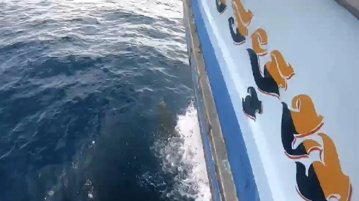 ฝรั่งเกาะเต่าเฮเจอฝูงโลมาขี้เล่น 30 ตัวว่ายน้ำแข่งกับเรือ