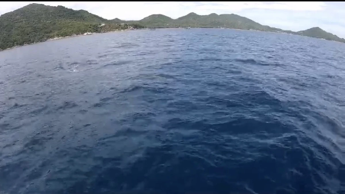 ฝรั่งเกาะเต่าเฮเจอฝูงโลมาขี้เล่น 30 ตัวว่ายน้ำแข่งกับเรือ