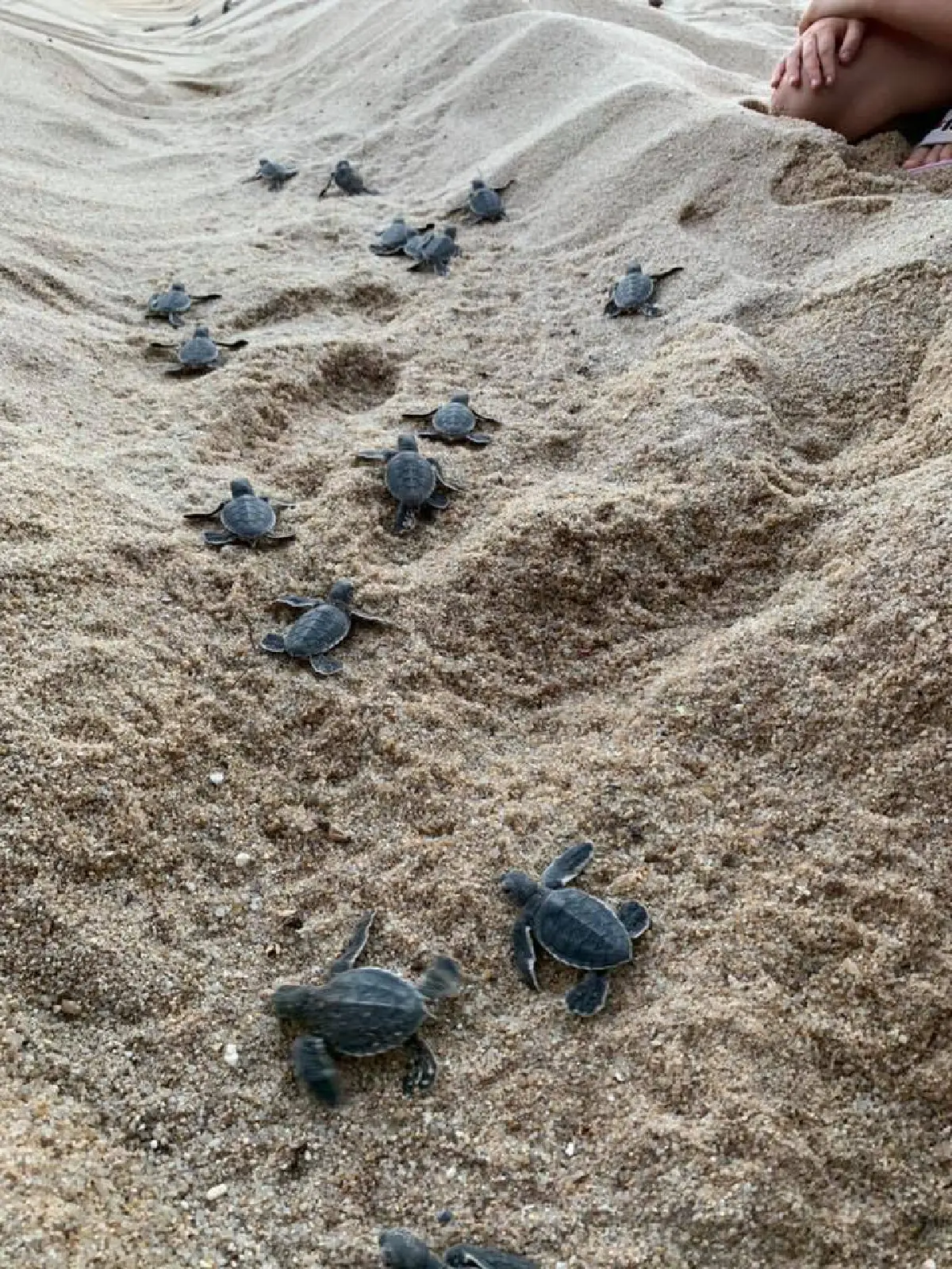 ดร.ธรณ์เผยเต่าทะเลวางไข่เกาะสมุย17รัง ทุบสถิติในรอบกว่า10ปี