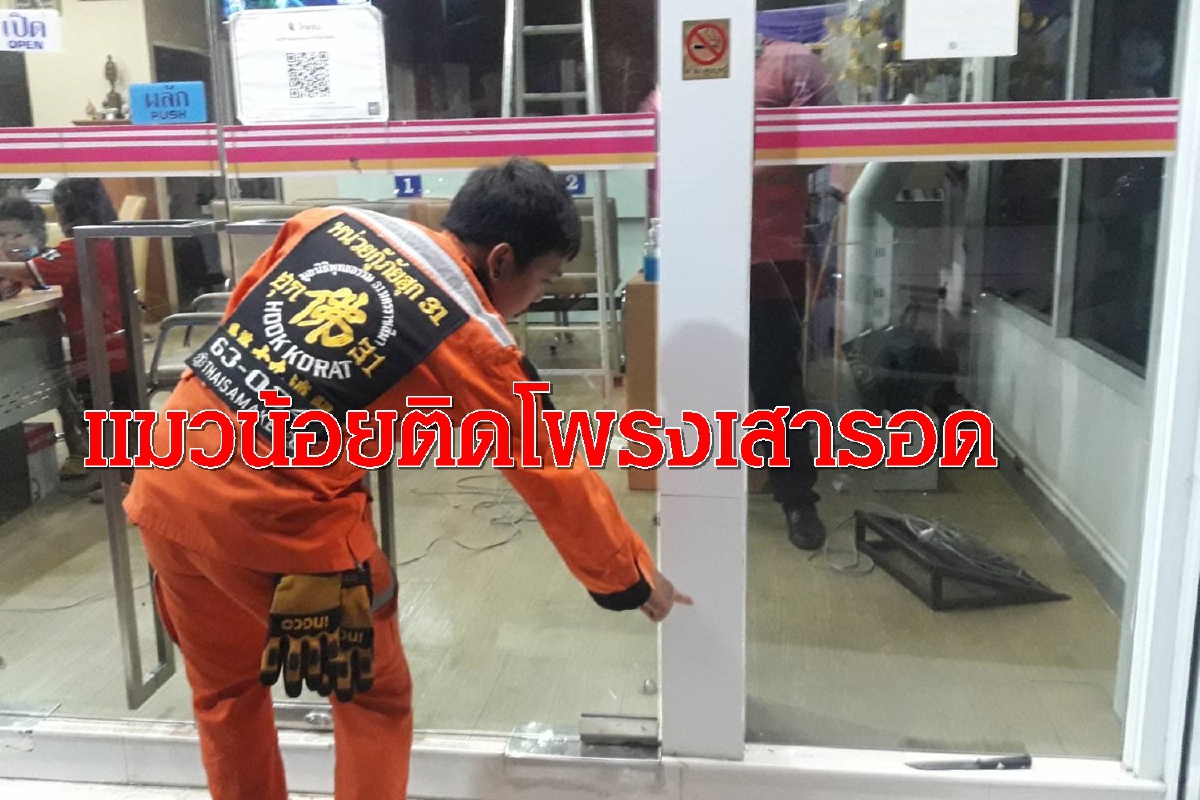 แมวน้อยเพิ่งคลอดติดโพรงเสาร้องเสียงดังจนรอด แมวน้อยเพิ่งคลอดติดโพรงเสาร้องเสียงดังจนรอด