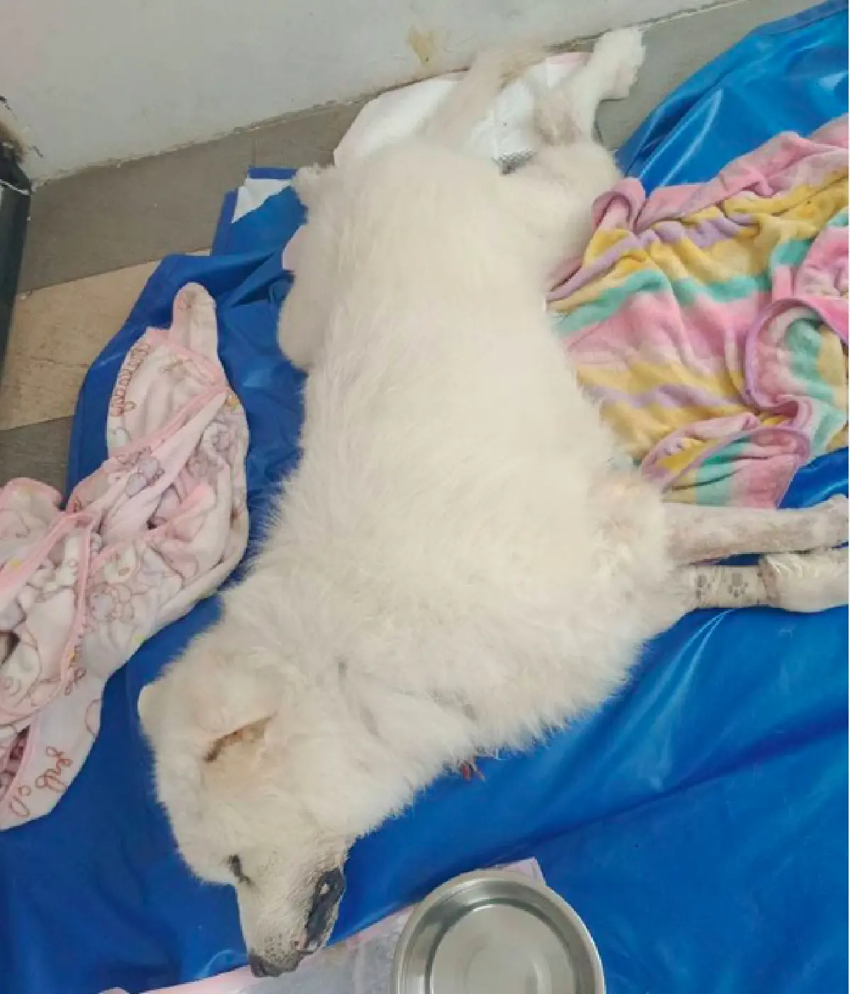 “บุ๋ม ปนัดดา” สุดเศร้า “ลุงเค็ม”  สุนัขแสนรักจากไป หลังทุ่มเงินแสนช่วยรักษา