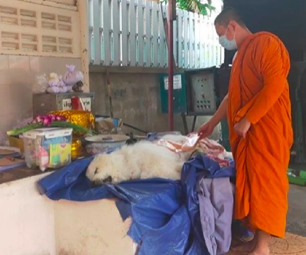 “บุ๋ม ปนัดดา” สุดเศร้า “ลุงเค็ม”  สุนัขแสนรักจากไป หลังทุ่มเงินแสนช่วยรักษา