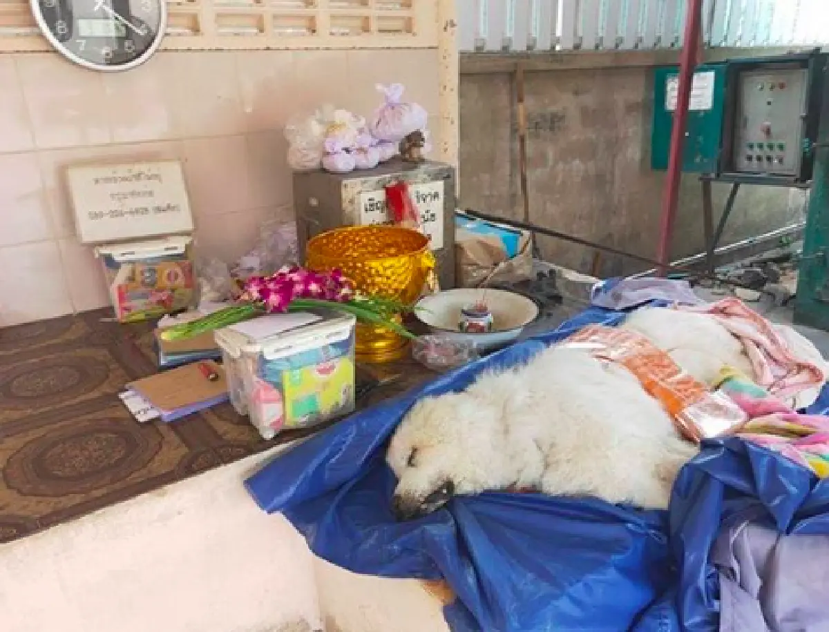 “บุ๋ม ปนัดดา” สุดเศร้า “ลุงเค็ม”  สุนัขแสนรักจากไป หลังทุ่มเงินแสนช่วยรักษา