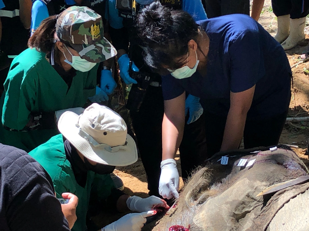 สลด!ชาวบ้านกลัวช้างป่าทำร้ายเจอจังๆจวนตัวยิงสวนจนล้ม