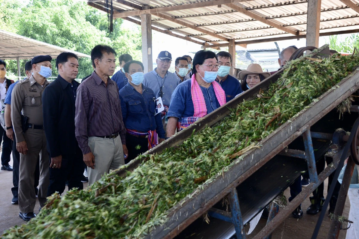 "ประภัตร"หนุนเกษตรกรภาคอิสานปลูกหญ้าเนเปียร์สร้างรายได้
