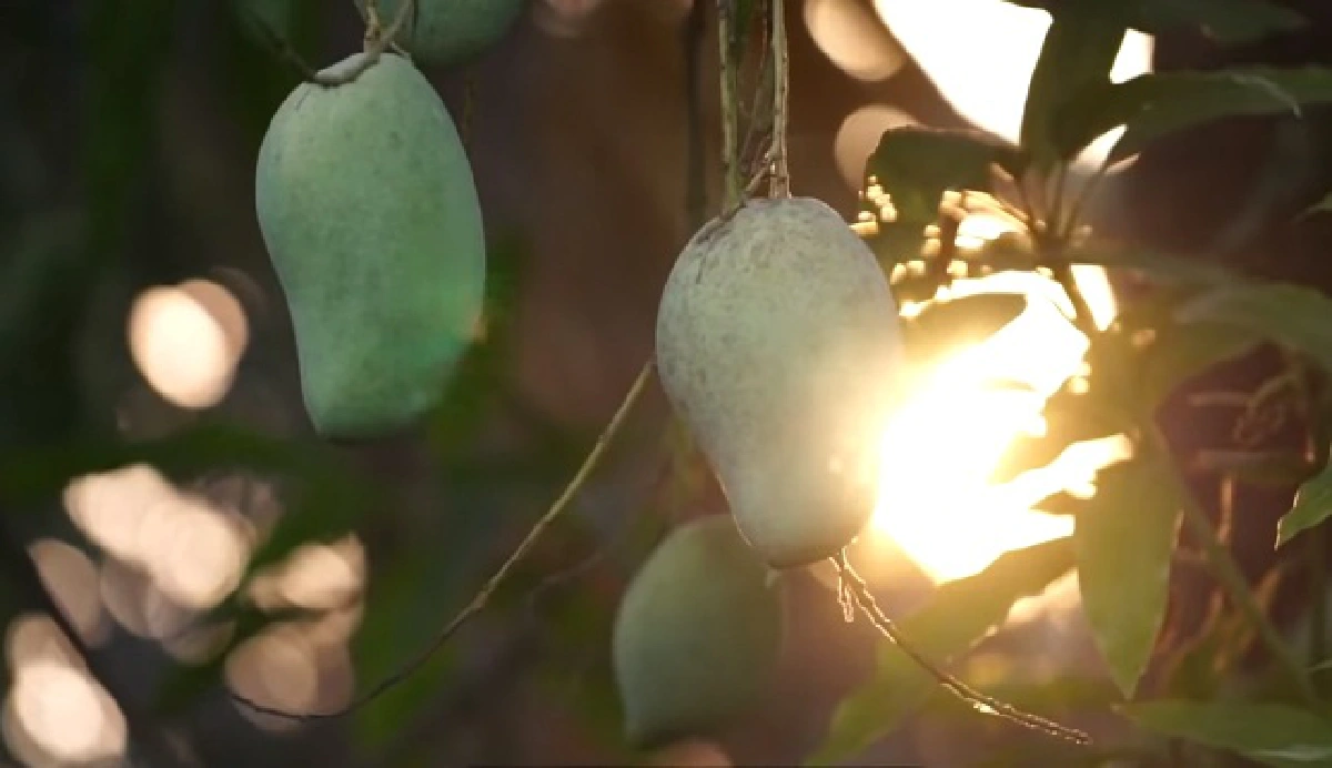 7 วันเกือบหมื่น "ไข่เค็มบ้านสารภี" เจ้าแรกในโลก "ต้มยำ-กะเพรา-กาแฟ-ปลาร้า"