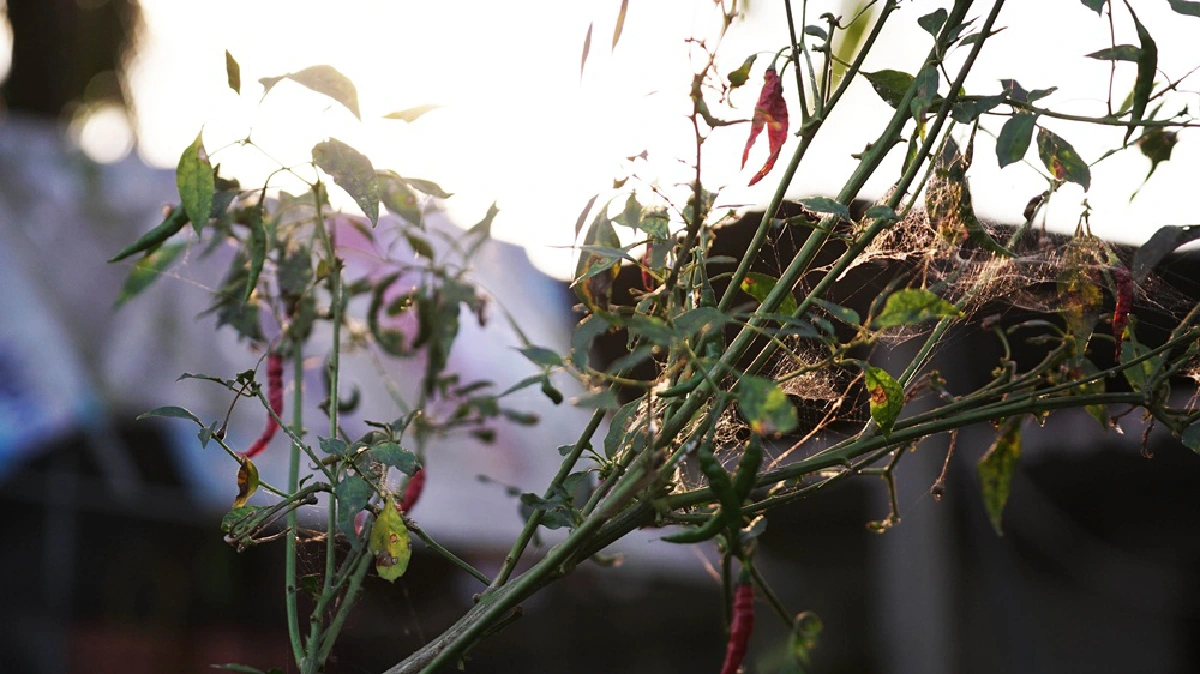 7 วันเกือบหมื่น "ไข่เค็มบ้านสารภี" เจ้าแรกในโลก "ต้มยำ-กะเพรา-กาแฟ-ปลาร้า"