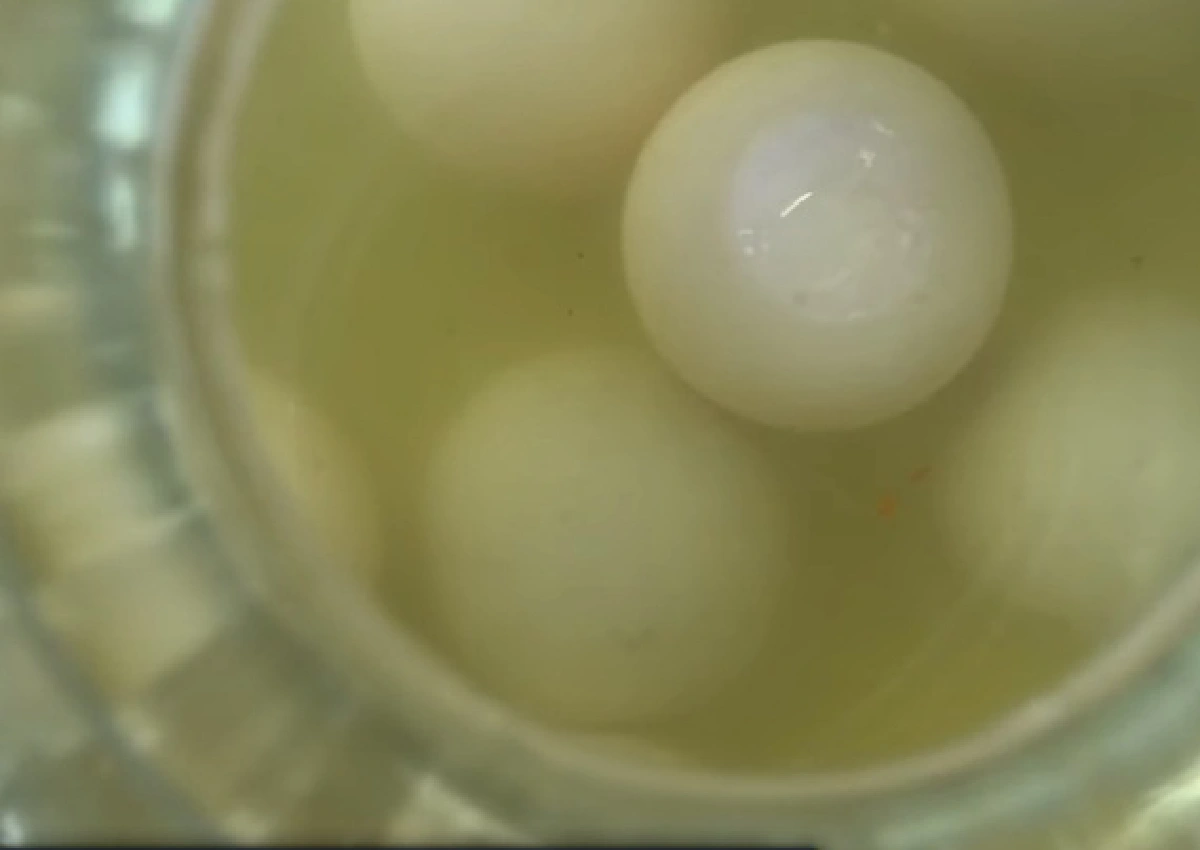 7 วันเกือบหมื่น "ไข่เค็มบ้านสารภี" เจ้าแรกในโลก "ต้มยำ-กะเพรา-กาแฟ-ปลาร้า"