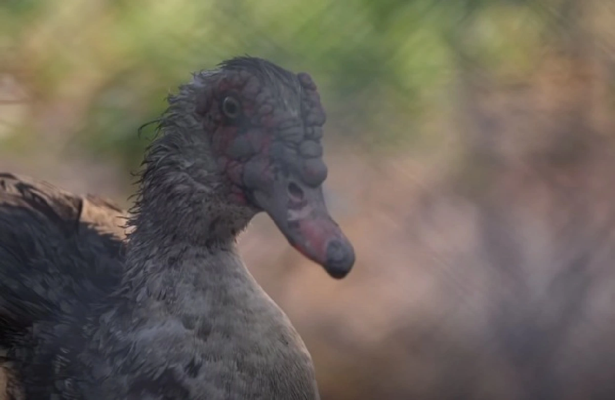 7 วันเกือบหมื่น "ไข่เค็มบ้านสารภี" เจ้าแรกในโลก "ต้มยำ-กะเพรา-กาแฟ-ปลาร้า"