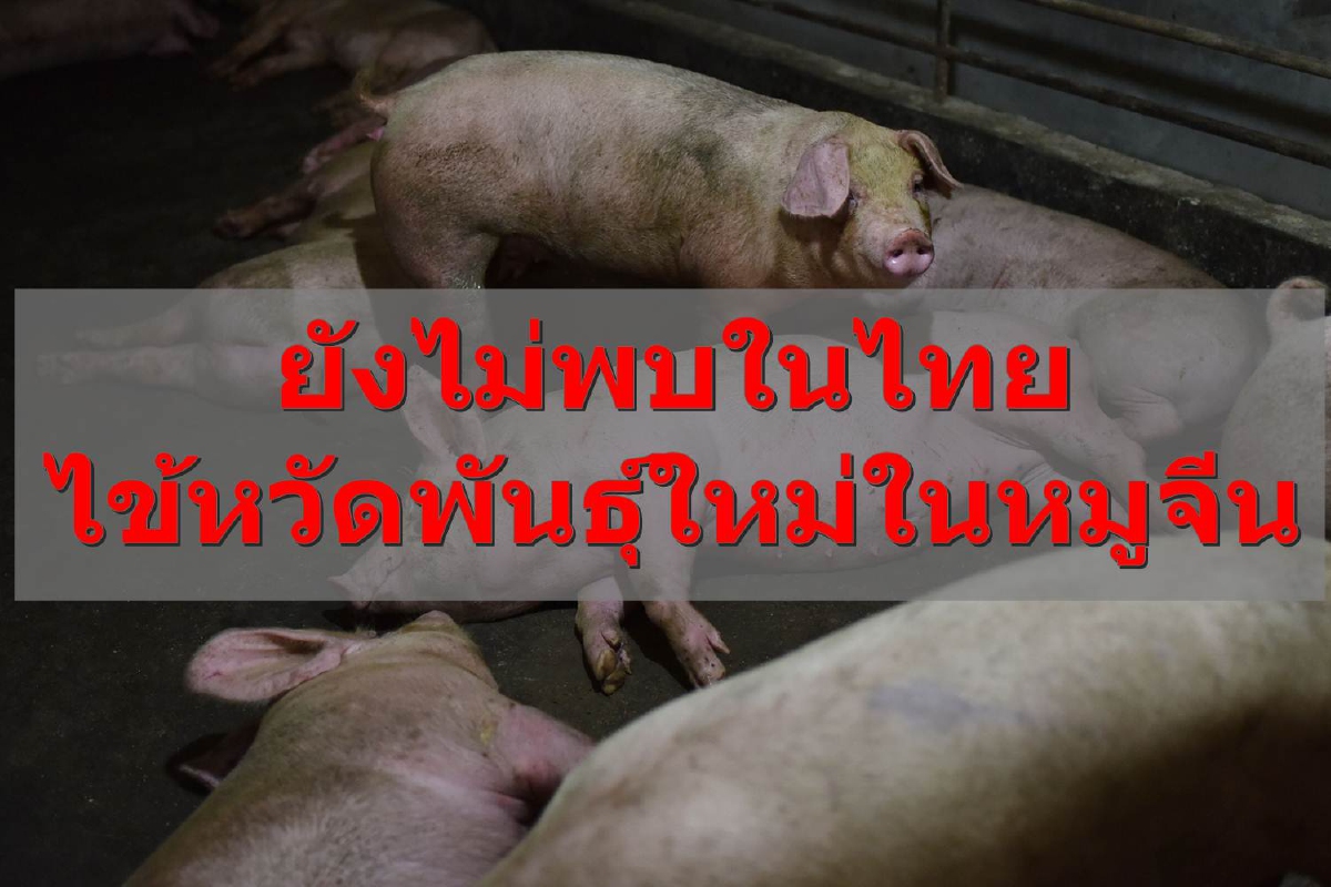 สธ.แจงไทยยังไม่พบไข้หวัดใหญ่พันธุ์ใหม่ที่พบในหมูของจีน สธ.แจงไทยยังไม่พบไข้หวัดใหญ่พันธุ์ใหม่ที่พบในหมูของจีน