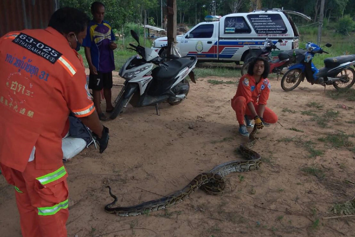 ชาวบ้านแตกตื่นงูหลามยาวกว่า4เมตรเรียกกู้ภัยจับปล่อยคืนธรรมชาติ